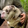 Casa de Luta Heavy Hoodie | Carlson the Bulldog Photo 7